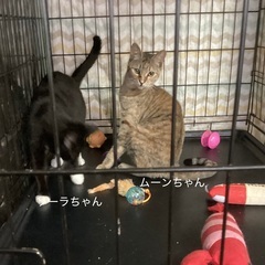 おっとり優しいムギワラさん