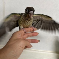 ウロコインコ　ヴァイオレットインブルーワキコガネ