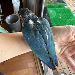 ウロコインコ　ヴァイオレットインブルーワキコガネ