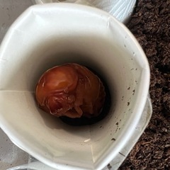 カブトムシ（幼虫、蛹）