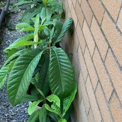 びわの鉢植え