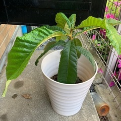 びわの鉢植えの画像