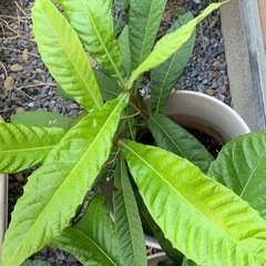 びわの鉢植えの画像