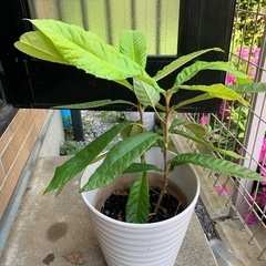 びわの鉢植えの画像