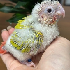 ウロコインコサンチーク　男の子