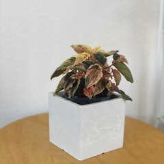 植物　母の日の画像