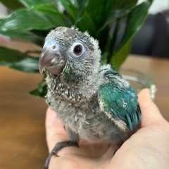 ウロコインコ　ターコイズブルー