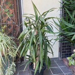観葉植物　コルジリネ・ストラクタ