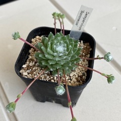 多肉植物　センペルビブム　バロネッセ