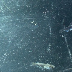 🐟曜変天目メダカ（1cm〜1.5cm）１匹の画像
