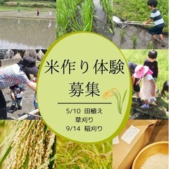 お米作り体験