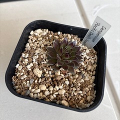 多肉植物　センペルビブム　パシフィックデビルズフード