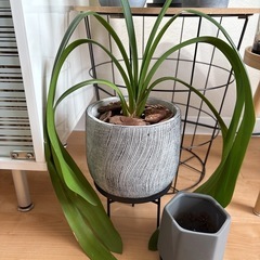 観葉植物　鉢セット