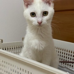 ゴロスリ甘えたな白猫ミルキー