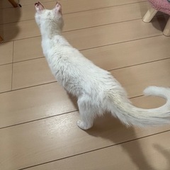 正式譲渡決定　ゴロスリ甘えたな白猫ミルキー − 大阪府