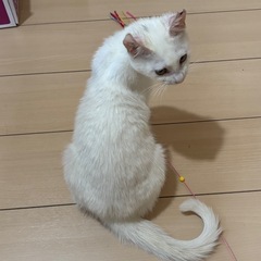 正式譲渡決定　ゴロスリ甘えたな白猫ミルキー - 猫