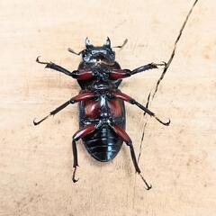 アカアシクワガタ(大阪府豊能郡豊能町産)F1新成虫♂♀ペア ①の画像