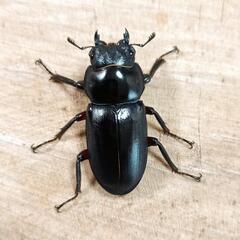 アカアシクワガタ(大阪府豊能郡豊能町産)F1新成虫♂♀ペア ①の画像