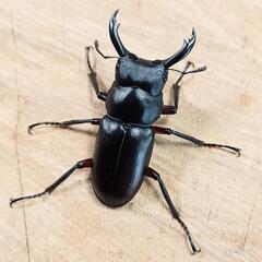 大阪府豊能郡豊能町産 アカアシクワガタF1新成虫♂♀ペア