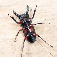 アカアシクワガタ(大阪府豊能郡豊能町産)F1新成虫♂♀ペア ①の画像