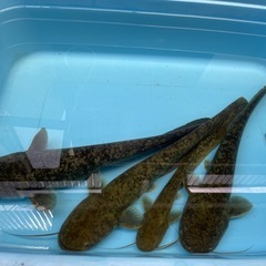 🐟デカデカナマズ君４５cm±と中サイズナマズ君３５cm±🐟チビ２...