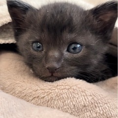 かわいい黒猫・男の子