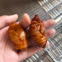 国産カブトムシ二匹