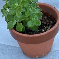 アロマティカス　鉢付き　苗 ① 多肉植物
