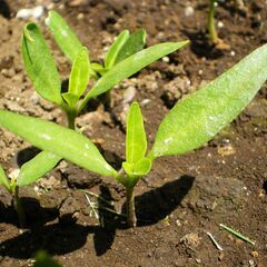 🌱 赤パプリカ 苗 🌱 ②