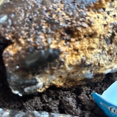 メタリフェルホソアカクワガタ産卵セット２つの画像