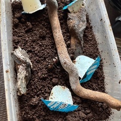 メタリフェルホソアカクワガタ産卵セット２つの画像