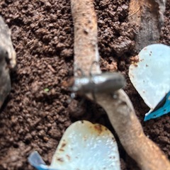 メタリフェルホソアカクワガタ産卵セット２つの画像