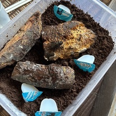 メタリフェルホソアカクワガタ産卵セット２つの画像