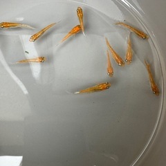 神戎2　成魚1匹100円　メダカ　めだか　体外光　三色