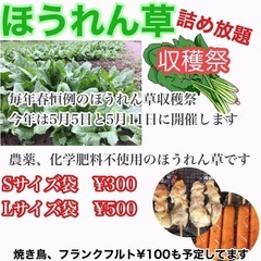 5/5と11開催。ほうれん草の収穫祭（長浜市）