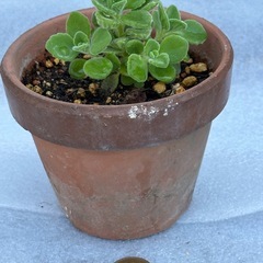 アロマティカス　鉢付き　苗 ⑥ 多肉植物