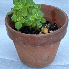 アロマティカス　鉢付き　苗 ⑦ 多肉植物
