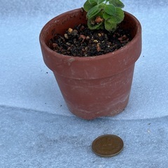 アロマティカス　鉢付き　苗 ⑧ 多肉植物
