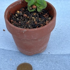 アロマティカス　鉢付き　苗 ⑤ 多肉植物