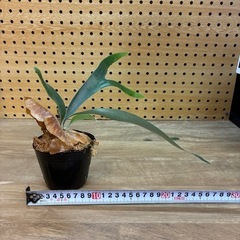 ②ビカクシダ　アルシコルネ　株分けの画像