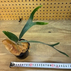 ②ビカクシダ　アルシコルネ　株分けの画像