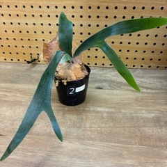 ②ビカクシダ　アルシコルネ　株分け