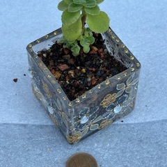 アロマティカス　鉢付き　苗 ③ 多肉植物の画像