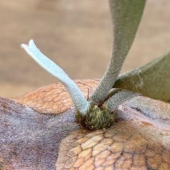 ③ビカクシダ　アルシコルネ　株分けの画像
