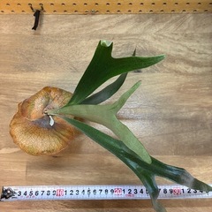 ③ビカクシダ　アルシコルネ　株分けの画像