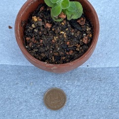 アロマティカス　鉢付き　苗 ⑤ 多肉植物の画像