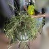ランキングキーワードに紐づく投稿画像-観葉植物