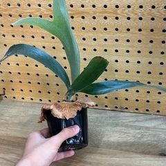 ④ビカクシダ　アルシコルネ　株分け