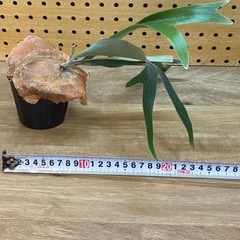 ④ビカクシダ　アルシコルネ　株分けの画像