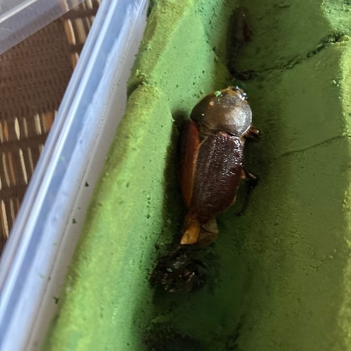 ヘラクレスオオカブトＢ